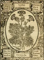 Picture 45 of 79 from Historia vnnd Beschreibung influentischer, elementischer vnd natürlicher Wirckungen, aller fremden vnnd heimischen Erdgewechssen ... (1578), leaf 86