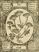 Picture 49 of 79 from Historia vnnd Beschreibung influentischer, elementischer vnd natürlicher Wirckungen, aller fremden vnnd heimischen Erdgewechssen ... (1578), leaf 96