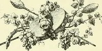 Picture 580 of 662 from An historical guide to French interiors, furniture, decoration, woodwork & allied arts during the last half of the seventeenth century, the whole of the eighteenth century, and the earlier part of the nineteenth (1903), leaf 362