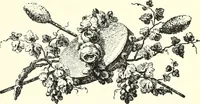 An illustration from An historical guide to French interiors, furniture, decoration, woodwork, & allied arts during the last half of the seventeenth century, the whole of the eighteenth century, and the earlier part of the nineteenth (1900)