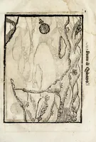 An illustration from Historica relatione del regno di Cile : e delle missioni e ministerij che esercita in quelle la Compagnia di Giesu (1646)