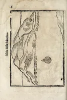 An illustration from Historica relatione del regno di Cile : e delle missioni e ministerij che esercita in quelle la Compagnia di Giesu (1646)