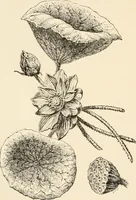 An illustration from Historic ornament : treatise on decorative art and architectural ornament (1909)
