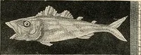 An illustration from Historic ornament : treatise on decorative art and architectural ornament (1897)