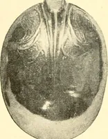 An illustration from Historic silver of the Colonies and its makers (1917)