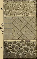An illustration from History of ancient pottery, Greek, Etruscan, and Roman (1905)