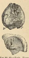 Picture 6 of 18 from History of ancient pottery, Egyptian, Assyrian, Greek, Etruscan, and Roman (1873), leaf 110