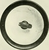 An illustration from History of ancient pottery, Greek, Etruscan, and Roman (1905)