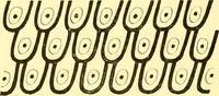 An illustration from History of ancient pottery, Greek, Etruscan, and Roman (1905)