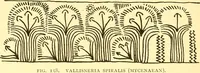 Picture 44 of 141 from History of ancient pottery, Greek, Etruscan, and Roman (1905), leaf 257