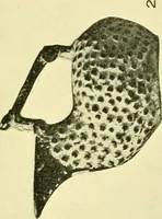 Picture 37 of 167 from History of ancient pottery: Greek, Etruscan, and Roman (1905), leaf 188