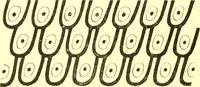 An illustration from History of ancient pottery: Greek, Etruscan, and Roman (1905)