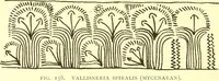 Picture 45 of 131 from History of ancient pottery: Greek, Etruscan, and Roman (1905), leaf 257