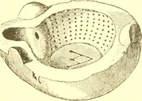 An illustration from History of ancient pottery: Greek, Etruscan, and Roman (1905)