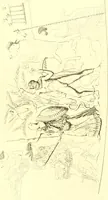 An illustration from History of ancient pottery: Greek, Etruscan, and Roman (1905)