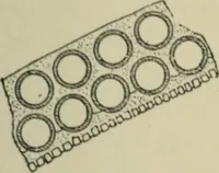 An illustration from A history of architecture in Italy from the time of Constantine to the dawn of the renaissance (1901)