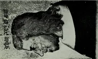 An illustration from A History of art (1922)