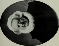 An illustration from A History of art (1922)