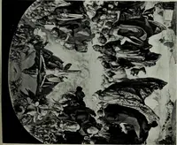 Picture 318 of 390 from A History of art (1922), leaf 690