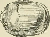 Picture 107 of 250 from A history of art in ancient Egypt (1883), leaf 248