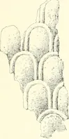 An illustration from A history of art in Chaldæa & Assyria (1884)