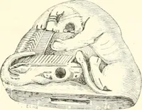 Picture 52 of 207 from A history of art in Chaldæa & Assyria (1884), leaf 138