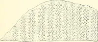 An illustration from A history of art in Chaldæa & Assyria (1884)