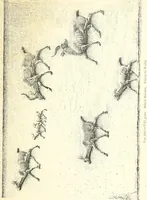 An illustration from A history of art in Chaldæa & Assyria (1884)