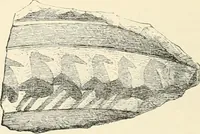 An illustration from A history of art in Chaldæa & Assyria (1884)