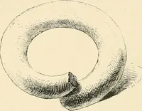 An illustration from A history of art in Chaldæa & Assyria (1884)