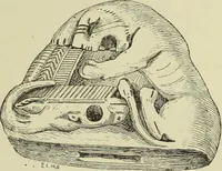Picture 58 of 264 from History of art in Sardinia, Judaea, Syria, and Asia Minor (1890), leaf 136