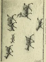 Picture 138 of 264 from History of art in Sardinia, Judaea, Syria, and Asia Minor (1890), leaf 270