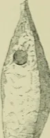 An illustration from History of art in Sardinia, Judaea, Syria, and Asia Minor (1890)