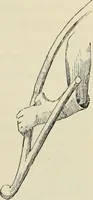 An illustration from History of art in Sardinia, Judaea, Syria, and Asia Minor (1890)