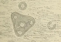 An illustration from History of art in Sardinia, Judaea, Syria, and Asia Minor (1890)