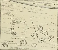 An illustration from History of art in Sardinia, Judaea, Syria, and Asia Minor (1890)