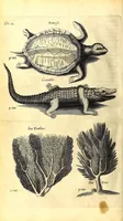 An illustration from The history of the Caribby-islands : viz. Barbados, St Christophers, St Vincents, Martinico, Dominico, Barbouthos, Monserrat, Mevis, Antego, &c. in all XXVIII in two books : the first containing the natural; the second, the moral history of those islands : illustrated with several pieces of sculpture, representing the most considerable rarities therein described : with a Caribbian-vocabulary (1666)