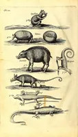 An illustration from The history of the Caribby-islands : viz. Barbados, St Christophers, St Vincents, Martinico, Dominico, Barbouthos, Monserrat, Mevis, Antego, &c. in all XXVIII in two books : the first containing the natural; the second, the moral history of those islands : illustrated with several pieces of sculpture, representing the most considerable rarities therein described : with a Caribbian-vocabulary (1666)