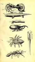 An illustration from The history of the Caribby-islands : viz. Barbados, St Christophers, St Vincents, Martinico, Dominico, Barbouthos, Monserrat, Mevis, Antego, &c. in all XXVIII in two books : the first containing the natural; the second, the moral history of those islands : illustrated with several pieces of sculpture, representing the most considerable rarities therein described : with a Caribbian-vocabulary (1666)