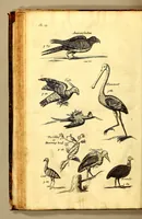 An illustration from The history of the Caribby-Islands, : viz. Barbados, St Christophers, St Vincents, Martinico, Dominico, Barbouthos, Monserrat, Mevis [sic], Antego, &c. in all XXVIII. : In two books. The first containing the natural; the second, the moral history of those islands. : Illustrated with several pieces of sculpture, representing the most considerable rarities therein described. : With a Caribbian-vocabulary. (1666)