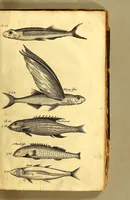 An illustration from The history of the Caribby-Islands, : viz. Barbados, St Christophers, St Vincents, Martinico, Dominico, Barbouthos, Monserrat, Mevis [sic], Antego, &c. in all XXVIII. : In two books. The first containing the natural; the second, the moral history of those islands. : Illustrated with several pieces of sculpture, representing the most considerable rarities therein described. : With a Caribbian-vocabulary. (1666)