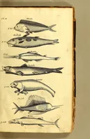 An illustration from The history of the Caribby-Islands, : viz. Barbados, St Christophers, St Vincents, Martinico, Dominico, Barbouthos, Monserrat, Mevis [sic], Antego, &c. in all XXVIII. : In two books. The first containing the natural; the second, the moral history of those islands. : Illustrated with several pieces of sculpture, representing the most considerable rarities therein described. : With a Caribbian-vocabulary. (1666)