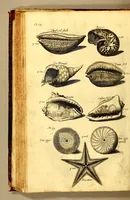An illustration from The history of the Caribby-Islands, : viz. Barbados, St Christophers, St Vincents, Martinico, Dominico, Barbouthos, Monserrat, Mevis [sic], Antego, &c. in all XXVIII. : In two books. The first containing the natural; the second, the moral history of those islands. : Illustrated with several pieces of sculpture, representing the most considerable rarities therein described. : With a Caribbian-vocabulary. (1666)