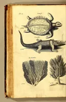 An illustration from The history of the Caribby-Islands, : viz. Barbados, St Christophers, St Vincents, Martinico, Dominico, Barbouthos, Monserrat, Mevis [sic], Antego, &c. in all XXVIII. : In two books. The first containing the natural; the second, the moral history of those islands. : Illustrated with several pieces of sculpture, representing the most considerable rarities therein described. : With a Caribbian-vocabulary. (1666)