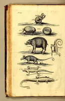 An illustration from The history of the Caribby-Islands, : viz. Barbados, St Christophers, St Vincents, Martinico, Dominico, Barbouthos, Monserrat, Mevis [sic], Antego, &c. in all XXVIII. : In two books. The first containing the natural; the second, the moral history of those islands. : Illustrated with several pieces of sculpture, representing the most considerable rarities therein described. : With a Caribbian-vocabulary. (1666)