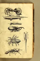 An illustration from The history of the Caribby-Islands, : viz. Barbados, St Christophers, St Vincents, Martinico, Dominico, Barbouthos, Monserrat, Mevis [sic], Antego, &c. in all XXVIII. : In two books. The first containing the natural; the second, the moral history of those islands. : Illustrated with several pieces of sculpture, representing the most considerable rarities therein described. : With a Caribbian-vocabulary. (1666)