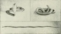 Picture 145 of 260 from The history of the devil and the idea of evil; from the earliest times to the present day (1899), leaf 283