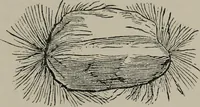 An illustration from A history of electricity : the intellectual rise in electricity from antiquity to the days of Benjamin Franklin (1898)