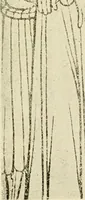 An illustration from The history of engraving from its inception to the time of Thomas Bewick (1908)