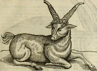Picture 36 of 307 from The history of four-footed beasts and serpents. (1658), leaf 100